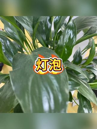 节能灯 #居家好物 #省电技巧 #灯光改造 #智能家居 #生活必备