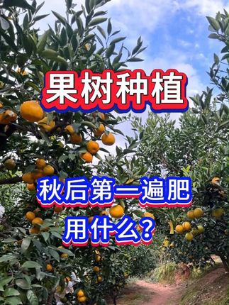 果树秋后第一遍肥 用什么 #三农 #农业种植 #果树种植 #果园管理 #果树施肥