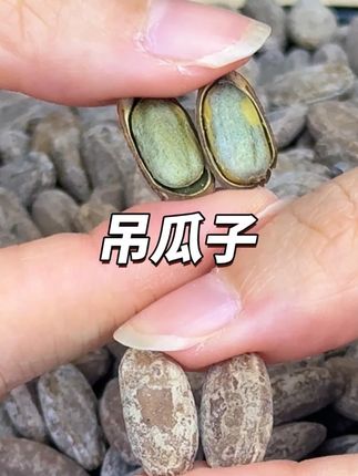 #零食推荐 每次吃完都会回购一大堆的吊瓜子#瓜子 #炒货