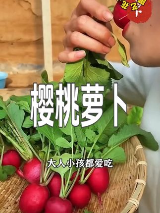 樱桃萝卜种子生长速度快,#樱桃萝卜种子 #阳台小院均可种植 #在家种菜 #农业种植 种点这个樱桃小萝卜吧