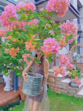 彩乐植骨粉家庭园艺养花蔬菜果树缓释营养脱脂月季促花通用 都7月份了,如果你的三角梅只长叶子不开花,赶紧给它用催花骨粉吧!#三角梅 骨粉花肥料 #爱生活爱养花