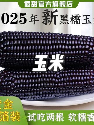 逅甜2025年头茬黑糯玉米铝箔包装低脂10支240克/根低糖轻食#玉米 #新鲜玉米 #微甜玉米 #软糯玉米 #玉米推荐