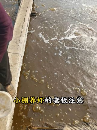 亚盐降不下去的,一瓶3亩兑水泼。#水产养殖#亚盐#鱼虾蟹养殖#小棚养虾