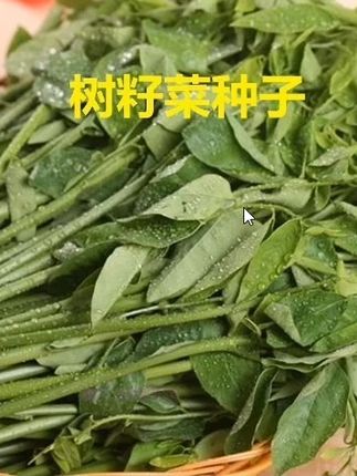 树籽菜种子 这个菜您吃过吗#树籽菜种子#三农