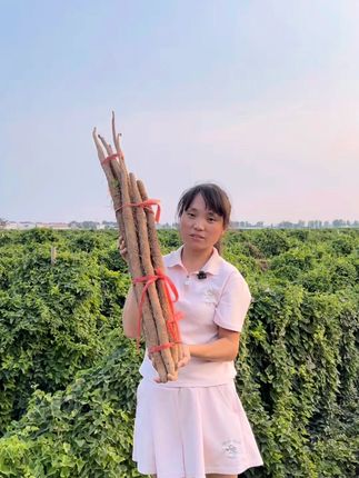正宗温县铁棍山药,种植户直卖,,高品质低价格!直播间看看吧 #温县铁棍山药 #品质好物 #产地直供 #农业种植 #农产品