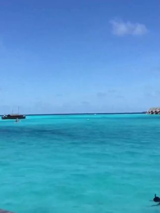 #八珍糕推荐 #薏米芡实八珍糕 #薏米茯苓糕 #营养代餐早餐 #八珍糕