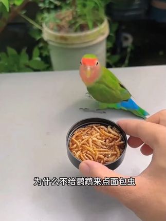 爱特尔鹦鹉专用面包虫干虎皮牡丹玄凤小太阳和尚零食 #鹦鹉面包虫干 #面包虫干 #鹦鹉零食