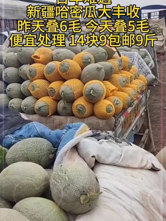 新疆哈密瓜产地大丰收,便宜给您发一箱#哈密瓜 #新疆哈密瓜 #新鲜采摘
