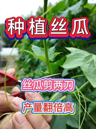 丝瓜剪两刀,产量翻倍高。#抖音助农 #服务三农支持三农 #丝瓜高产 #丝瓜种植技术