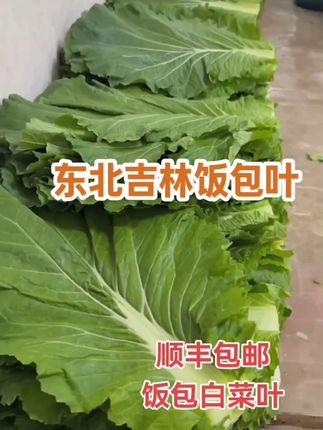 东北吉林饭包叶白菜叶10片 20片送酱 500g(顺丰空运 #饭包叶 #白菜叶 #饭包白菜叶 #纯天然绿色蔬菜