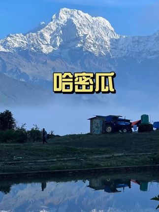 #新疆哈密瓜大丰收了!很便宜给您发一箱! #新疆哈密瓜  #哈密瓜  #蜜瓜  #瓜