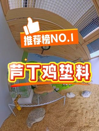 玉米砂垫料是养芦丁鸡真好用的垫料,漂亮干净,不臭 #玉米砂 #玉米芯 #芦丁鸡垫料 #芦丁鸡养殖