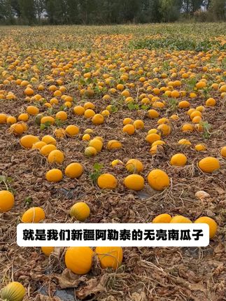 天生无壳的#南瓜子你有吃过吗?比花生瓜子什么的健康多了!!#口感特别好 #新疆特产