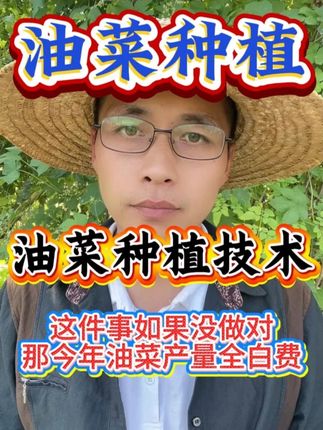 油菜种植技术 这件事如果没做对,那今年产量全白费#油菜种植#油菜管理 #油菜 #三农 #三农种植