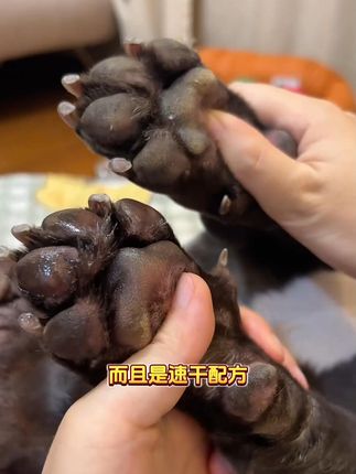 它这种笔的设计用起来非常方便, 就这么一按, 营养液就出来了, 它上面有个玻璃滚珠, 可以均匀的涂抹在皮肤上, 可比我之前买的那种膏体 是方便多了。 #宠物润足笔 #宠物用品 #好物种草 #好物推荐 #回购率超高