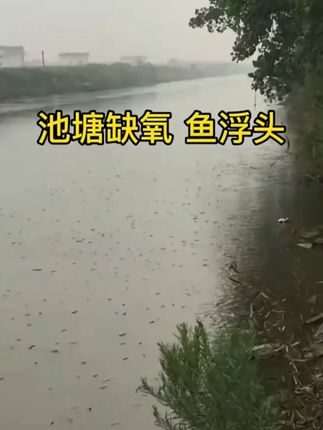 养任何东西只要是水里游的你都离不开溶氧726#鱼虾蟹养殖 #水产人 #水产养殖技术服务#四大家鱼养殖