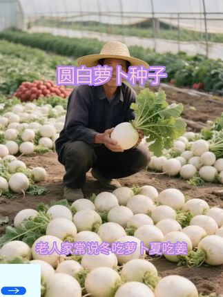 圆白萝卜生吃嘎嘣脆,炒菜鲜香,现在能种,阳台也合适 #圆白萝卜种子 #白萝卜种子 #圆萝卜种子 #萝卜种子 #水果萝卜种子