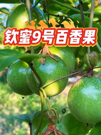 #新鲜采摘 #开花到结果 自家的百香果园,开园采摘啦#钦蜜9号百香果 #钦蜜9号
