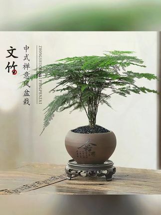 文竹盆栽植物室内客厅中式禅意微盆景办公桌面创意绿植#文竹 #盆栽 #室内绿植 #绿植盆栽 #盆栽绿植