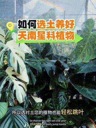 龟背竹专用土天南星科营养土蔓绿绒海芋春羽花烛秋海棠热植泥炭土#热植营养土 #龟背竹专用 #天南星科 #泥炭土 #养花好物