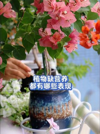 植物缺营养都有哪些表现?#养花小技巧 #我的阳台小花园 #三角梅养护 #我的养花日常