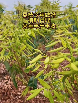 荔枝 #荔枝管理技术 #荔枝壮梢 #壮梢郎 #果树管理