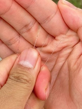 拉力强才是我不值得一提的优点你不知道的是我们还能提高中鱼率! #钓鱼 #钓线 9.12H