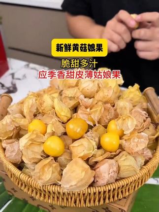 东北孩子从小吃到大的菇娘果真的巨好吃!脆甜多汁,真的巨好吃#应季水果 #菇娘果 #强烈推荐 #好吃到停不下来 #脆甜多汁