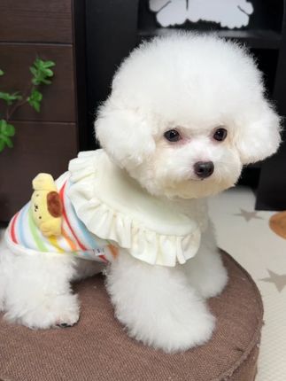 这件布丁狗小马甲也太好看了吧!#狗狗衣服 #比熊衣服 #狗狗马甲