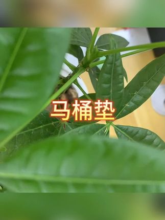 马桶垫 #宠物马桶垫 #坐垫 #马桶垫 #卫生间用品 #免洗设计