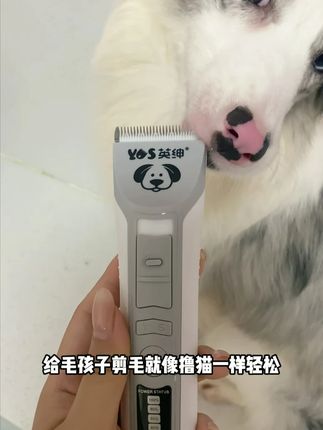 在家轻松给毛孩子剃毛做造型 #英绅 #英绅9870 #宠物剃毛器 #狗狗剃毛 #宠物美容