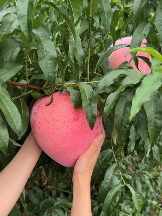 这个夏天你可能需要一个给你寄桃子🍑🍑的山东朋友#桃子熟了 #蜜桃 #水果 #夏季必备 G
