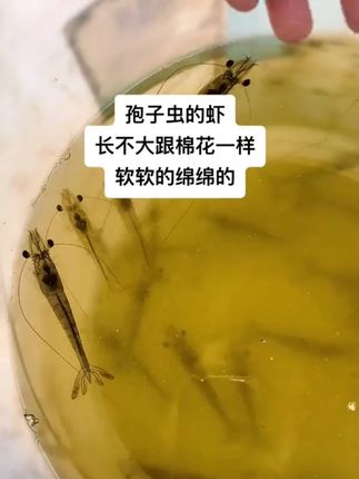 孢子虫一旦爆发,养殖血本无归,孢虫净有效抑制孢子虫,养殖无忧 #南美白对虾#孢子虫#渔可盛#孢虫净