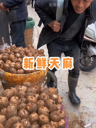 #入秋喝什么汤 #秋冬暖胃鸡汤 #广东煲汤 每日一汤 #天麻炖鸡 #家常煲汤做法大全 俗话说,天麻是个宝,煲汤不能少。新鲜天麻大家都吃过吗?一年一季的新鲜天麻上市了,拿回家炖鸡炖鸭炖排骨,口感好,天麻素含量高。