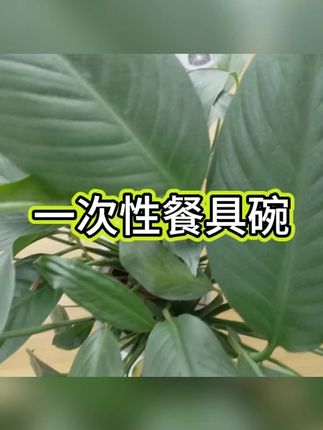稻壳碗 #一次性 #可降解 #户外火锅