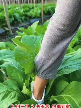 【下单就发3包】早熟白菜苔种子耐寒耐热菜苔籽多次采收菜心种子--