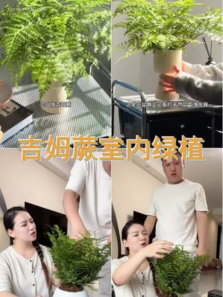 蕨类植物,简约茶室的不二之选 室内绿植,清新空气守护者... #盆栽绿植 #绿植 #吉姆蕨