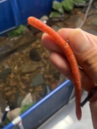 路亚面条虫软饵黑坑senko缓沉水飘落neko插铅鳜鲈鱼蚯蚓倒钓面包 #面条虫 #路亚软饵 #缓沉水软饵 #路亚假饵 #面条虫软饵