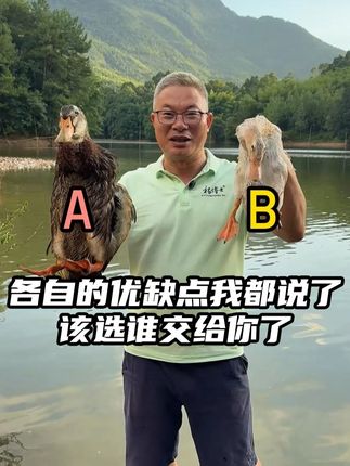 有人说我们比比市场上的鸭子,比可以!但是比完后我怕你还不知道怎么选!#散养 #土鸭 #大山里的原生态