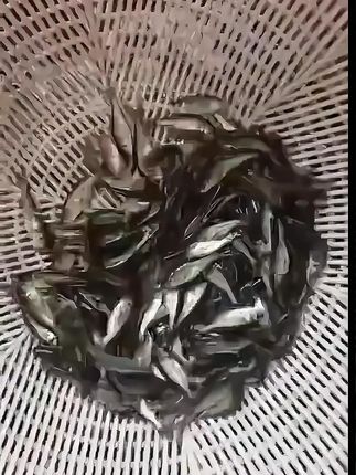 深夜打捞现场:草鱼苗装箱前最后的活力检测! #水产养殖 #养鱼日记 #四大家鱼 #花鲢鱼 #抖音渔业