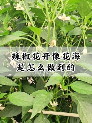 辣椒花开像花海,是怎么做到的? #辣椒种植 #辣椒管理 #辣椒高产 #园大头促花增产肥