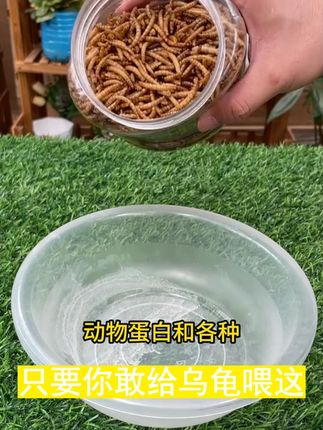 养龟人必看!面包虫干 “炫饭” 神器,龟龟超爱 #小乌龟 #龟龟