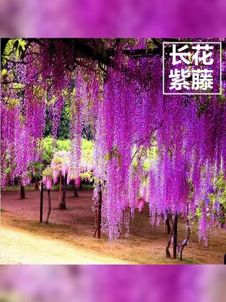 紫藤树苗爬藤植物阳台庭院围墙多季开花攀援长穗花卉盆栽室外耐寒 #紫藤树苗 #紫藤花园 #爬藤紫藤花树苗 #花卉 #紫藤长廊