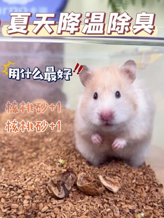 不夸张!没有哪一款垫料的除臭力能比得上它 夏天养鼠怕臭又不想清理的养鼠人都去给我用这款核桃砂 #核桃砂 #仓鼠核桃砂 #核桃砂垫料 #核桃砂除臭 #仓鼠垫料夏天