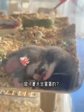 鼠鼠香香垫料~夏日必备 #养鼠日常分享 #鼠鼠 #鼠鼠我呀 #仓鼠 #金丝熊