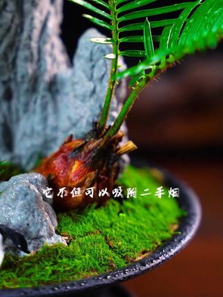 藏在盆里的 “老灵魂”,铁树盆栽等你带回家,共赴慢时光~ #花卉绿植#花与生活#器物之美#摆件#水培植物
