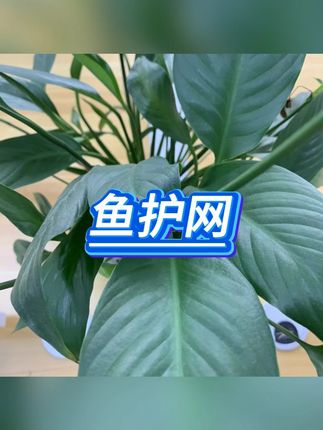 圆形鱼护 #渔具 #尼龙网兜 #不锈钢圈 #速干竞技 #鱼护网