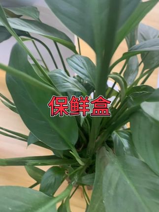 玻璃保鲜盒咸菜碗密封罐 #冰箱保鲜 #泡菜碗 #8只装