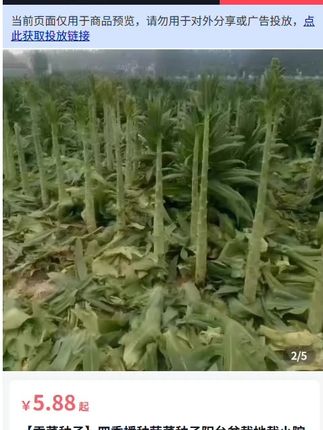北方也可以种的#贡菜 种子,喜欢吃#火锅 涮贡菜的你也抓紧种起来吧。#贡菜种植 #蔬菜种植