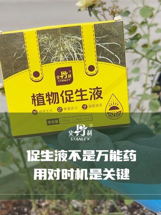 花盆里插一支促生液,叶子油亮花开不断 #植物再生剂 #花卉绿植 #种植小技巧